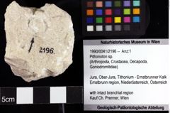 Foto (Objket + Etiketten) von Pithonoton sp. 